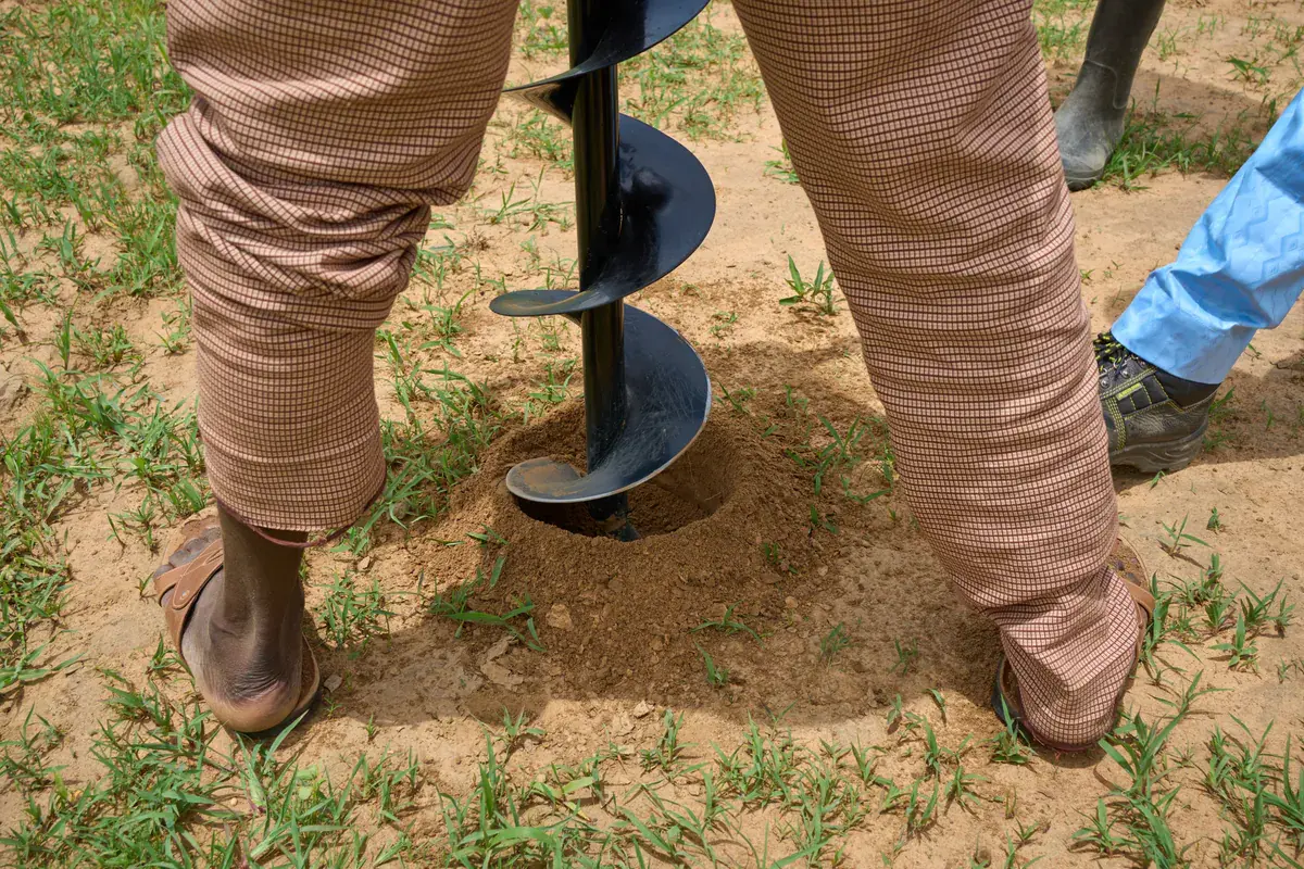 Workers using a drill to plant trees on farmland